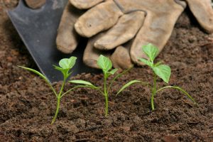 wpf effets des ondes sur les plantes